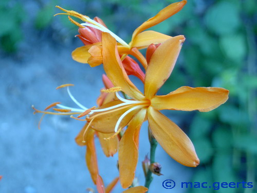 Crocosmia aurea